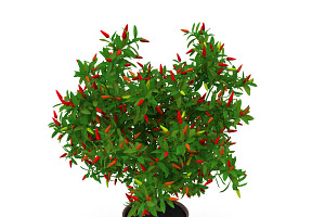 Pepper Bush