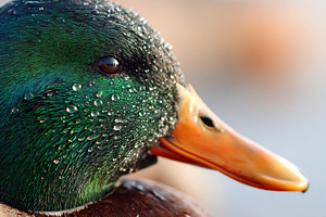 Close-up of a mallard duck with water droplets, an Animal Photo by AlyaAnd