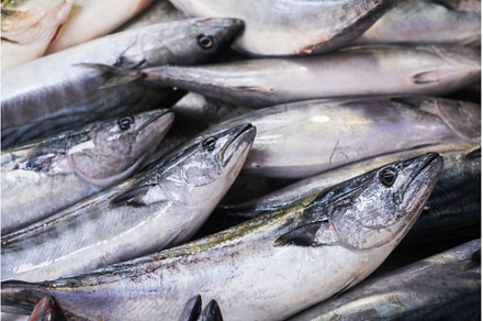 Seafood selling at the fish market, a Food & Drink Photo by Koldunov