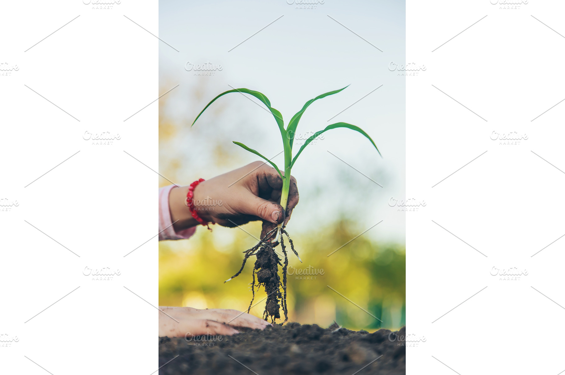 The child is planting a plant in the, a Nature Photo by yanadjana