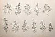 Botanical Illustrations Vector Set, a Decorative Illustration by Greta Ivy (Thumbnail 6 of 8)