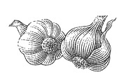 Garlic set engravings #2, a Food Illustration by Irina Trusova (Thumbnail 4 of 6)
