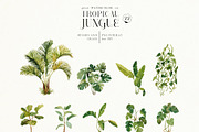 Tropical jungle - watercolor set, a Decorative Illustration by Pamyatka Shop (Thumbnail 19 of 27)