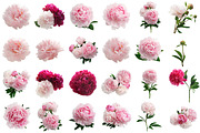 Beautiful Peonies, a Product Mockup by vetre.antanaviciute (Thumbnail 5 of 5)