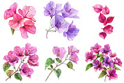 Bougainvillea Flower, an Illustration by cherrydesign (Thumbnail 3 of 3)