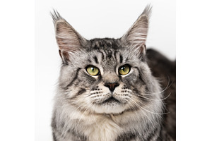Portrait of mackerel tabby Maine, an Animal Photo by Alexander-Piragis