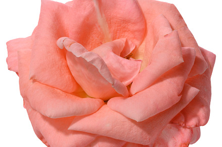 Bud of blooming pink rose on isolated background, top view