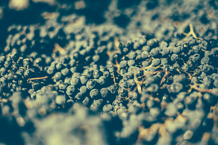Wine grapes featuring california, wine, and vineyard preview 6