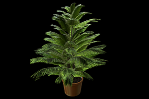 Indoor Plant : Fern