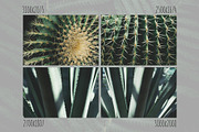 Green textures - photo bundle, a Nature Photo by rorygez fresh (Thumbnail 4 of 6)