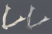 Cat Skull Base Mesh, an Animal 3D Model by VK Studio (Thumbnail 7 of 8)