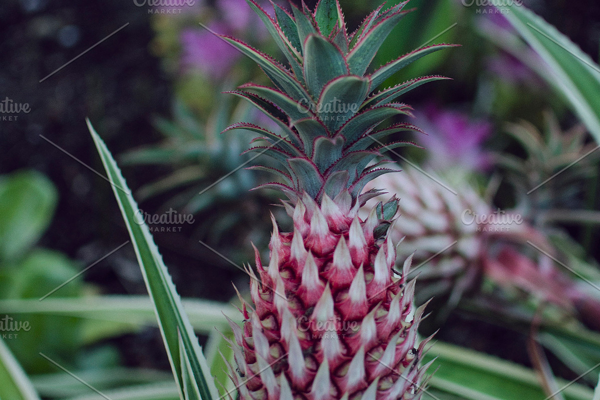 Pineapple growing in Hawaii, a Food & Drink Photo by tiffany.mueller (Photo 1 of 2)