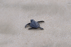 Release of baby turtles Olive Ridley, an Animal Photo by Riza Azhari