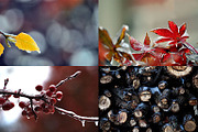 WINTERS FROST PHOTO BUNDLE, a Nature Photo by KABSPHOTOGRAPHY (Thumbnail 3 of 8)
