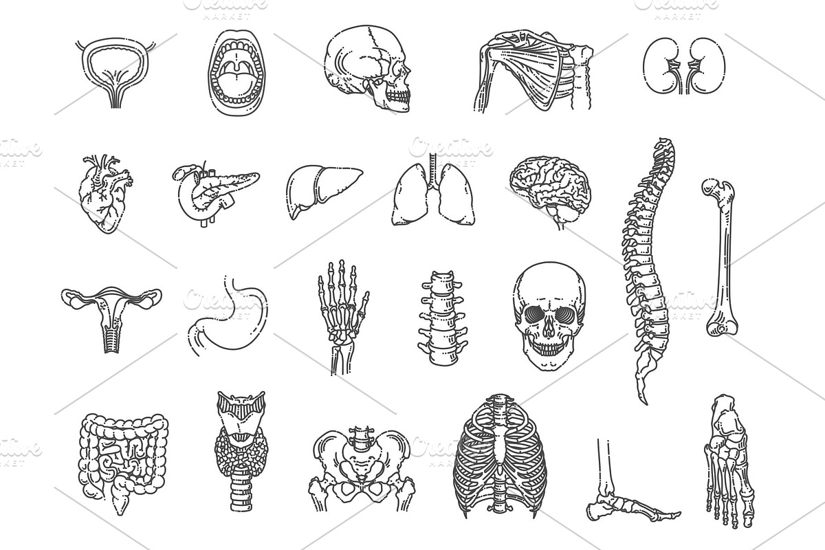 Internal Organs and Bones Symbols, an Object Graphic by Tettygreen (Photo 1 of 3)