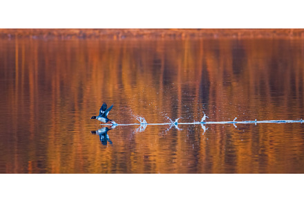 A male Common Goldeneye cruises the, an Animal Photo by Lukas Jonaitis SHOP