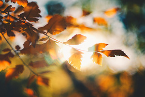 Autumn trees leaves in vintage color featuring autumn, background, and