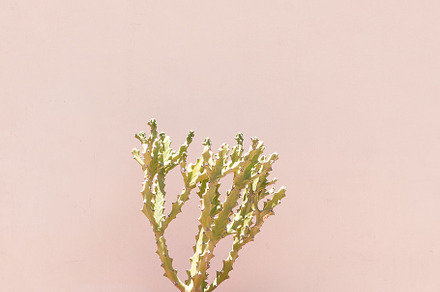 Cacti in pots. Minimal floral botanical aesthetic wallpaper. Bei, a Nature Photo by Jenya Porechenskaya