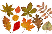 Autumn leaves handdrawn clipart, an Illustration by Katie Lisker (Thumbnail 2 of 2)