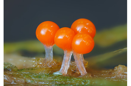 Orange slime mold - Trichia