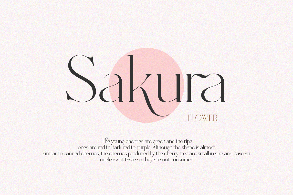 Dealoras Font Duo, a Serif Font by Attract Studio (Photo 12 of 17)