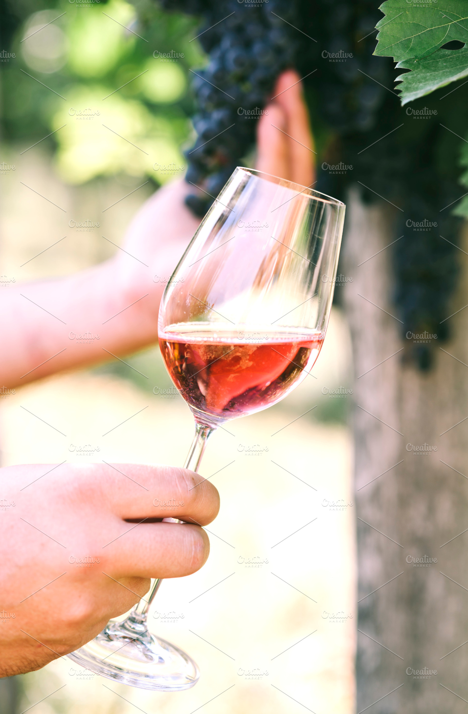 Man with glass of wine in vineyard, a Background Photo by hitdelight