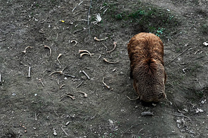 Brown bear in natural habitat surrounded by ground bones and earthy terrain, a Photo by AS photostudio