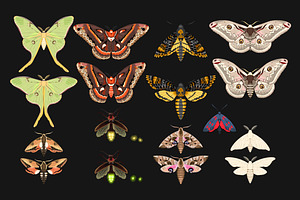 Moths And Fireflies Patterns