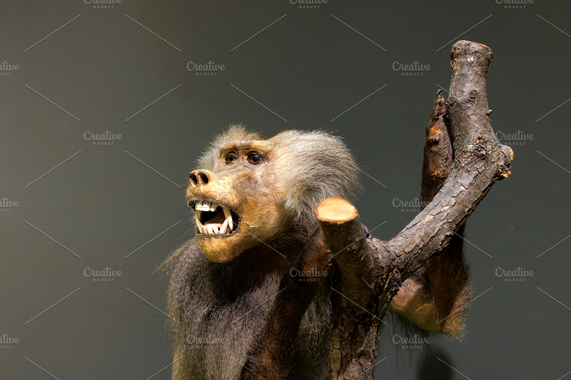 Stuffed baboon monkey primate in natural history museum, an Animal Photo by Bepslabor