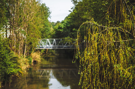 Calm river with lush greenery, a Nature Photo by SkyNext