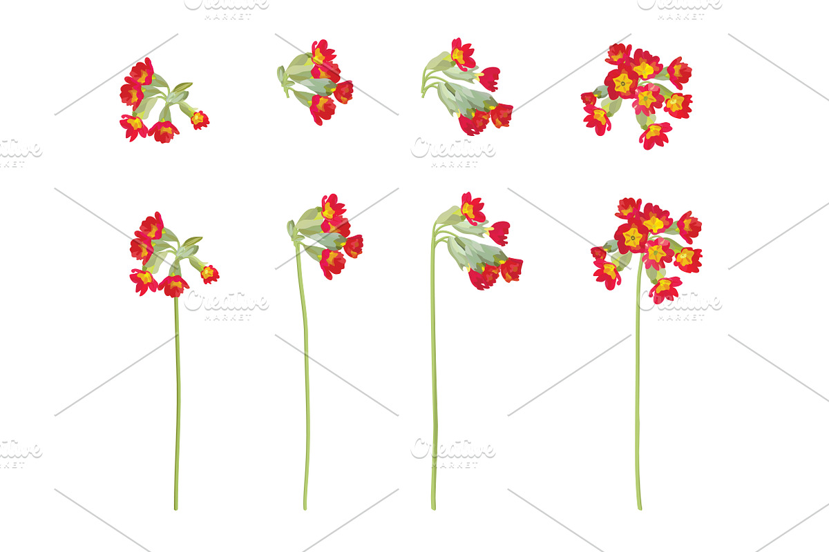 Vector object brushes. Primula., a Brush Add-On by Peolla (Photo 10 of 17)