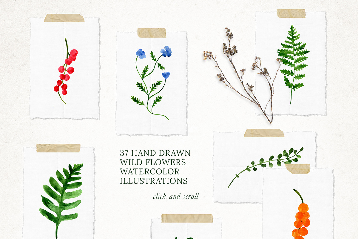 WILDFLOWERS Watercolor Set, a Pattern Graphic by Katerina Osa (Photo 11 of 12)