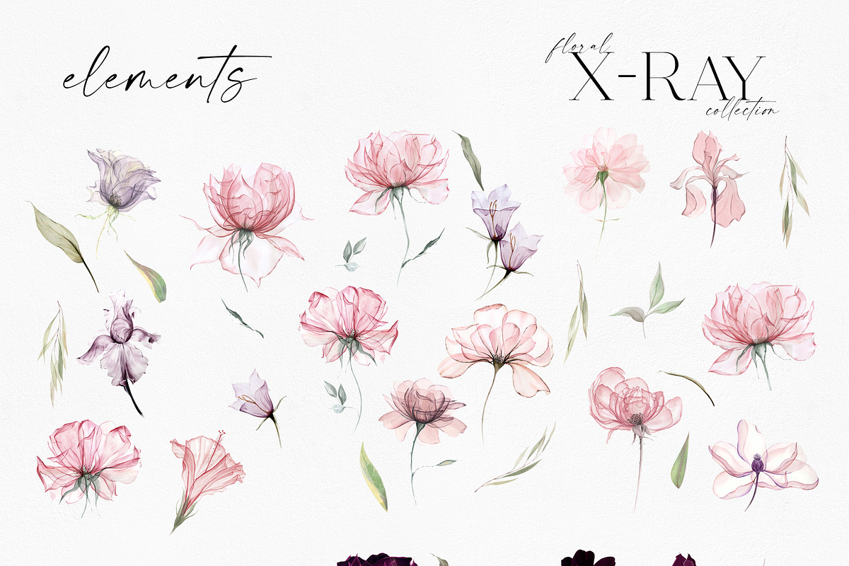 X-Ray Flowers Watercolor, an Object Illustration by Olga Koelsch (Photo 11 of 13)