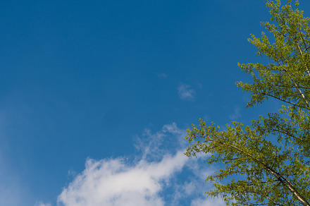Fresh spring leaves against blue sky, a Wallpaper Photo by Elena Vagengeim