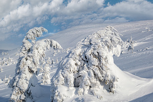 Snow covered fir trees on snowy mountain plateau, tops with snow, a Nature Photo by YuriyB