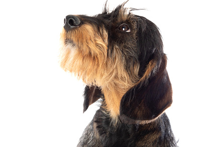 Black an brown dachshund, an Animal Photo by José Manuel Gelpi