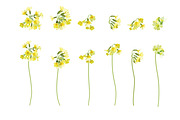 Vector object brushes. Primula., a Brush Add-On by Peolla (Thumbnail 6 of 17)
