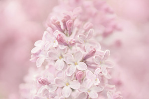 Pink Lilacs