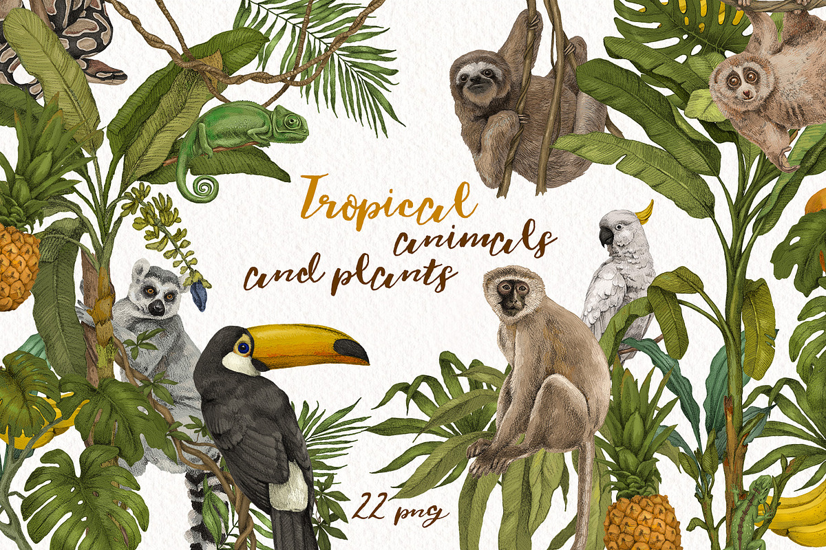 Tropical jungle animals, plants set, an Animal Illustration by Alamella (Photo 1 of 8)