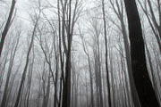 Foggy Photo Bundle, a Nature Photo by Full Circle Design Studio (Thumbnail 7 of 8)