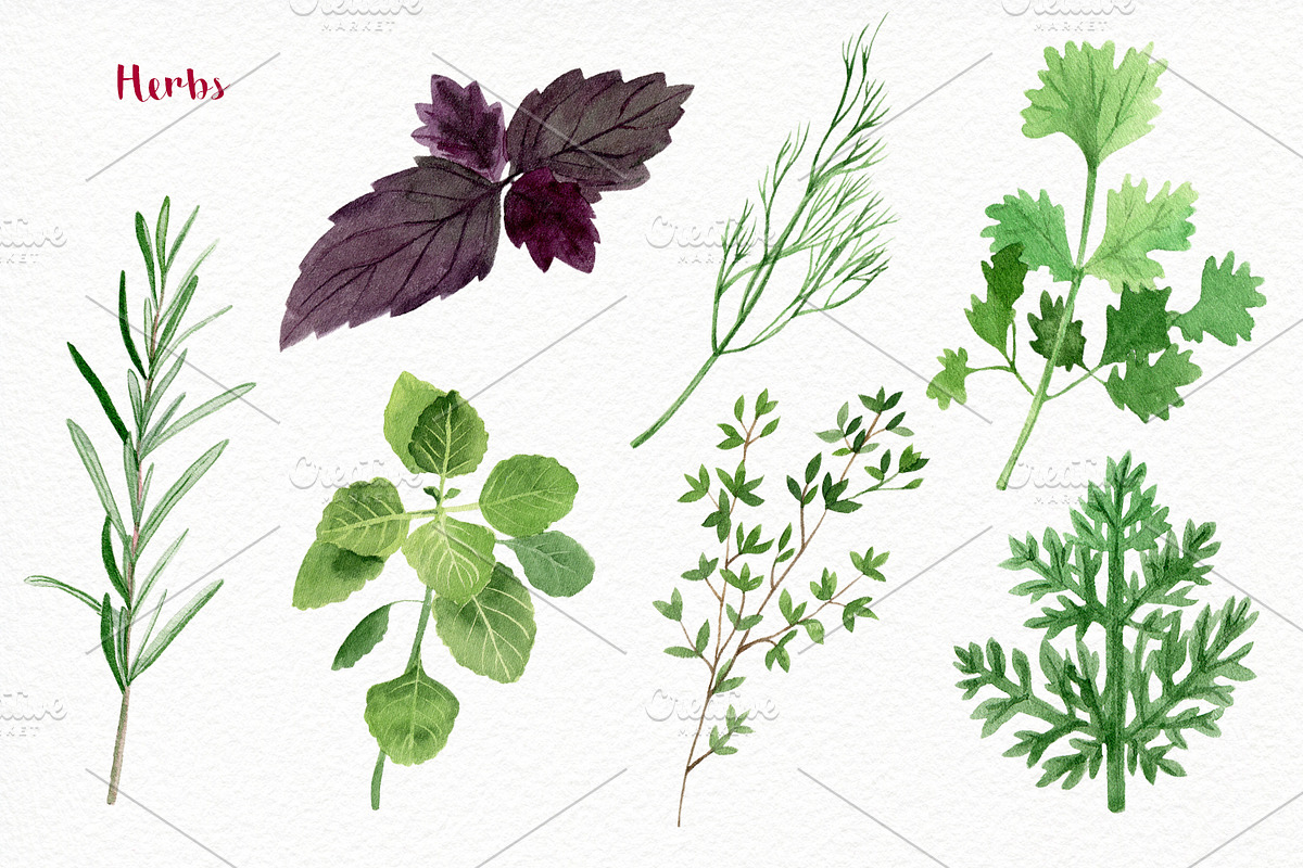 Watercolor vegetables and herbs, an Illustration by Elegantia (Photo 7 of 7)