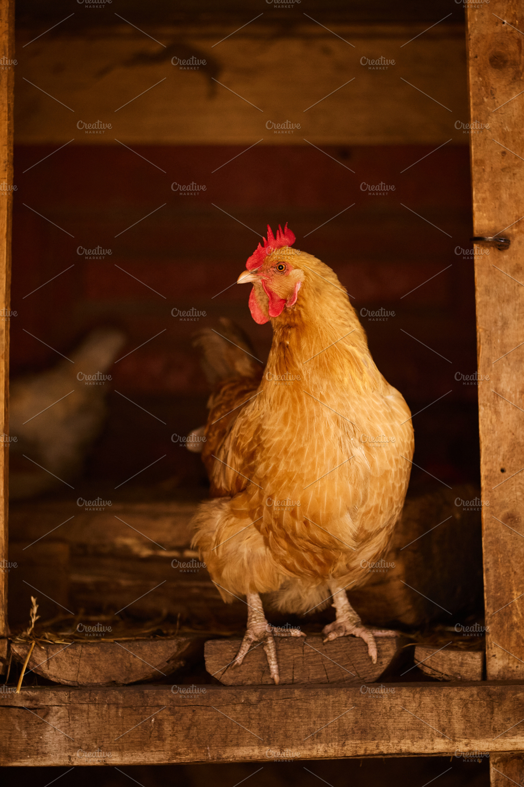 Brown hen standing inside wooden chicken coop rustic farm photo. Full length po, an Animal Photo by Rohan Photography