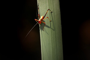 Gumleaf Katydid Nymph, an Animal Photo by Rob D Animal Photography