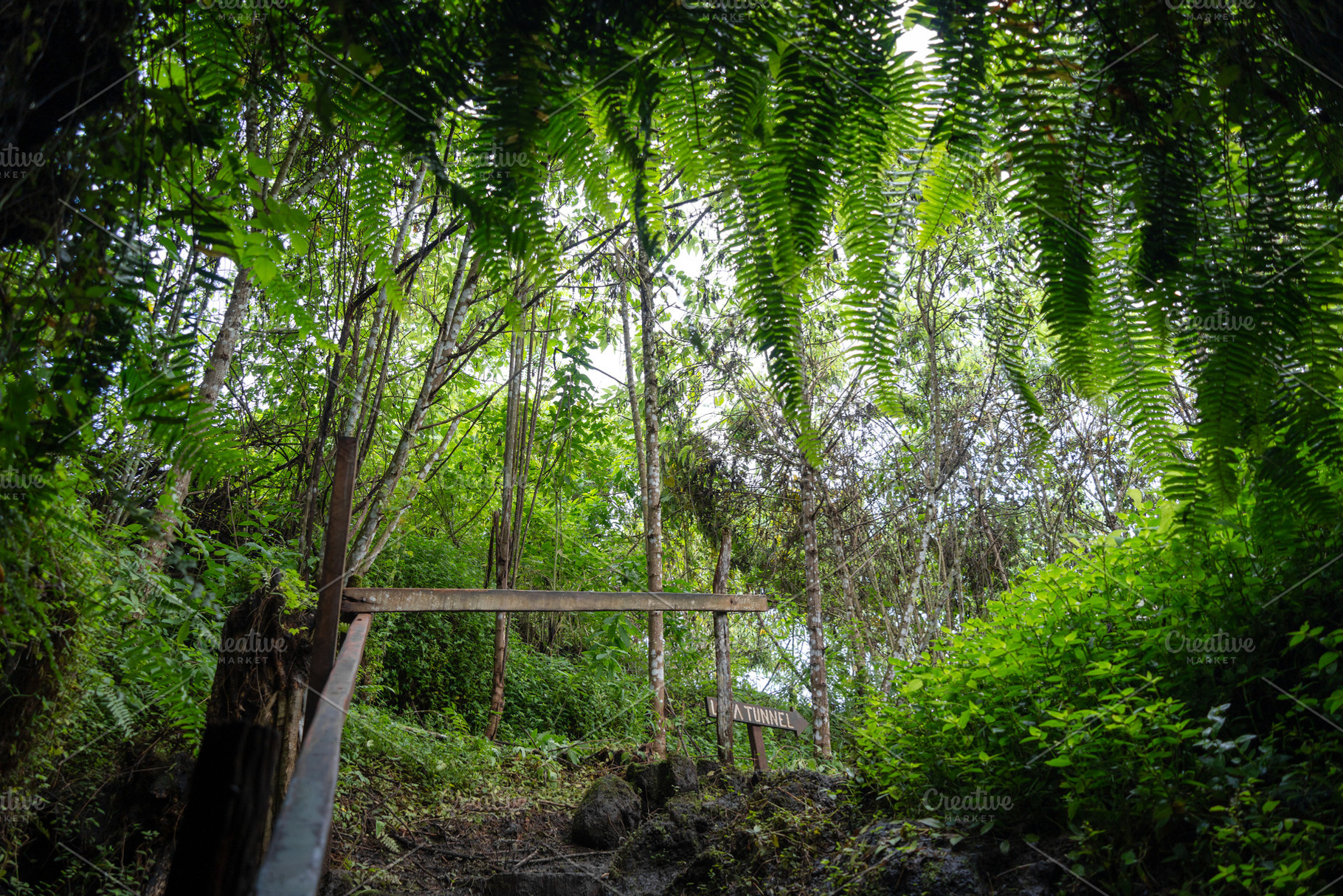 Lava tube entrance on Santa Cruz Island in Galapagos, Ecuador, a Nature Photo by GoodGoods