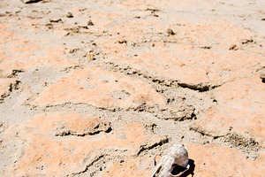 Skull in Desert, a Nature Photo by THP Creative