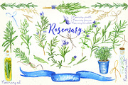 Rosemary. Watercolor clip art., a Decorative Illustration by LABFcreations (Thumbnail 2 of 5)