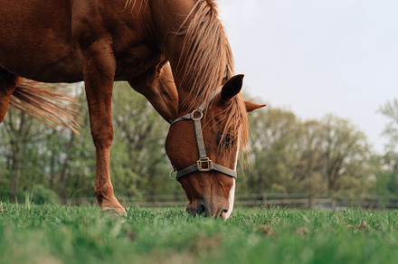 Horse Grazing In Farm Pasture, an Animal Photo by leviarnold.co
