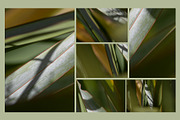 Natural textures - Green edition v01, a Texture Graphic by Haehae photography (Thumbnail 3 of 6)