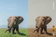 25 Safari Lightroom Presets and LUTs, a Preset Add-On by Hubzway (Thumbnail 3 of 14)