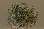 The Black Board Tree, a Plants & Tree 3D Model by FuturePastCreatives (Thumbnail 6 of 6)